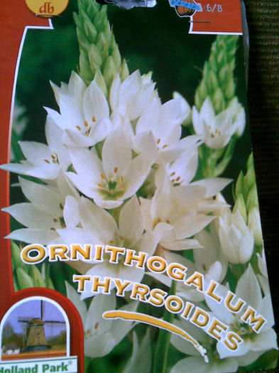 ornithogalum thyrsoides-9lei Dedeman