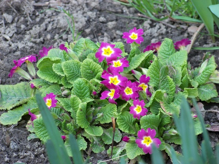 100_1086 - Semnele primaverii