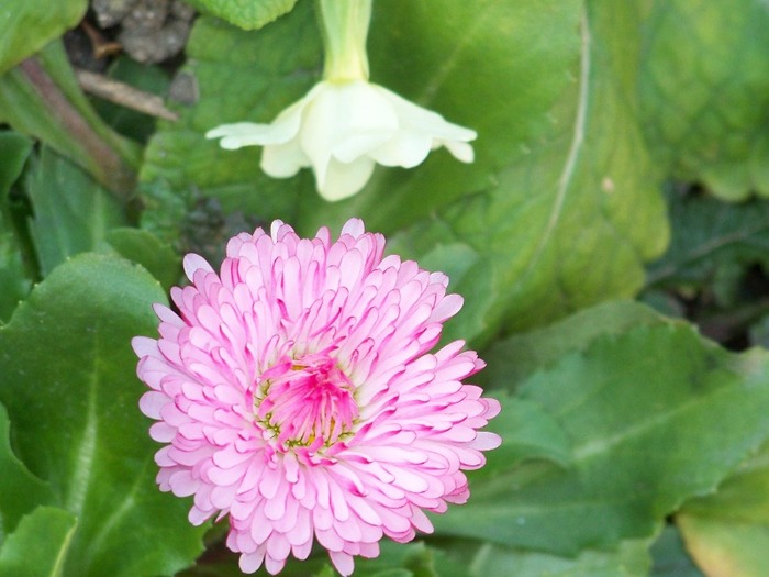 100_1089 - Semnele primaverii