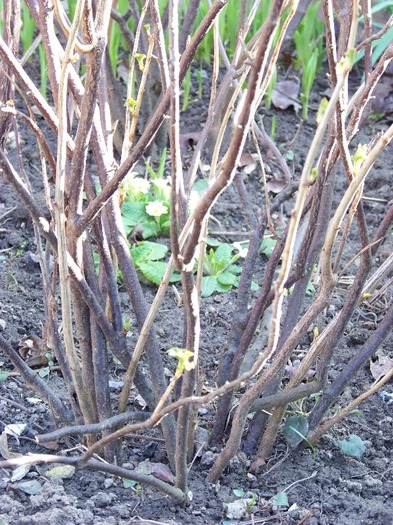 100_1092 - Semnele primaverii