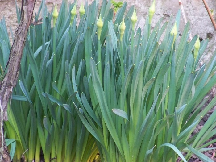 100_1093 - Semnele primaverii