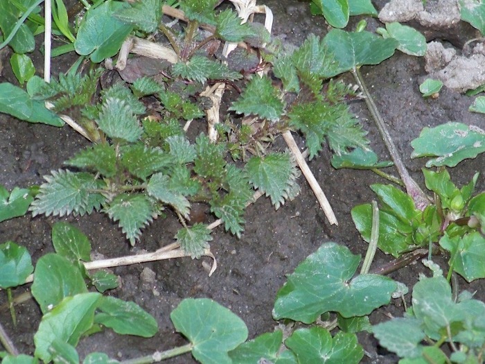 100_1094 - Semnele primaverii