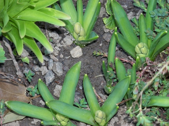 100_1095 - Semnele primaverii