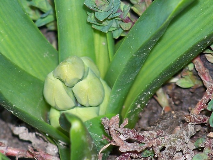 100_1097 - Semnele primaverii