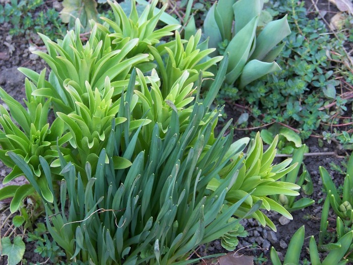 100_1101 - Semnele primaverii