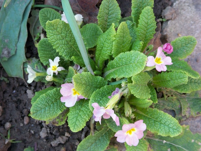 100_1107 - Semnele primaverii