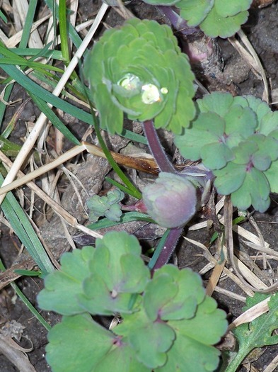 100_1109 - Semnele primaverii