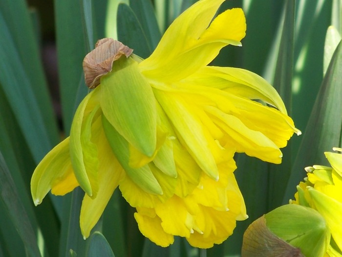 100_1114 - Semnele primaverii