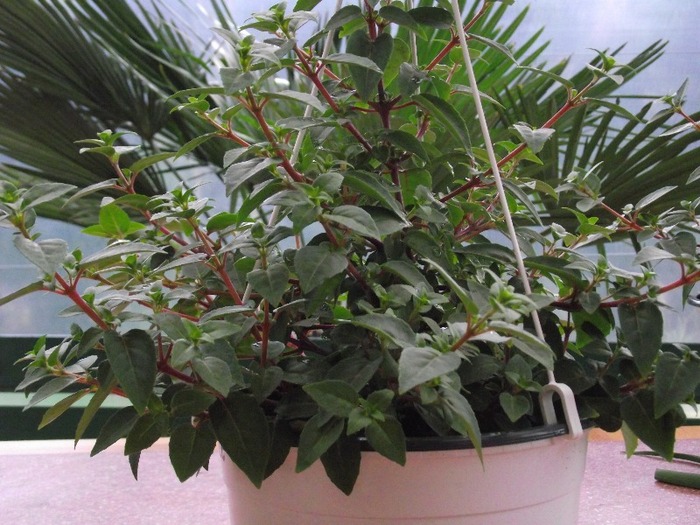 asa au ajuns 20.mart