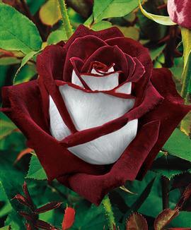 91068 - Flori