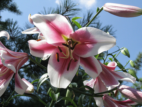 3354642789_45cfb19495