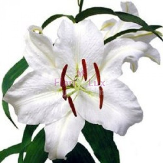 crini_imperiali - Flori