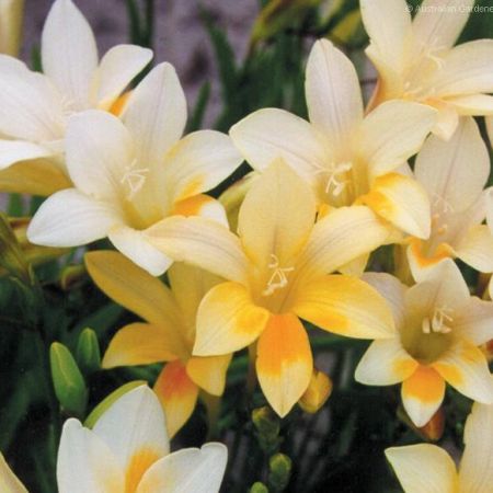 freesia_refracta