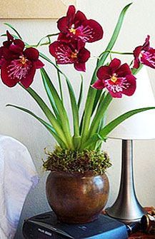 miltonia_1