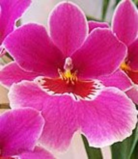 miltonia_new3