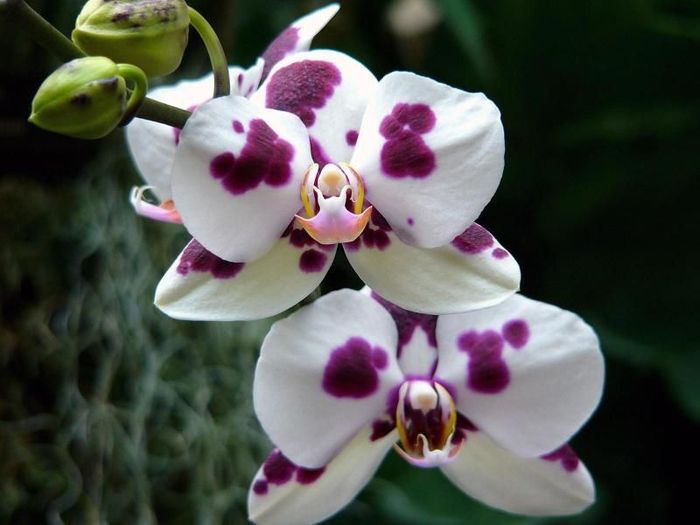 orhidee_Arlechin,_Phalaenopsis - Flori