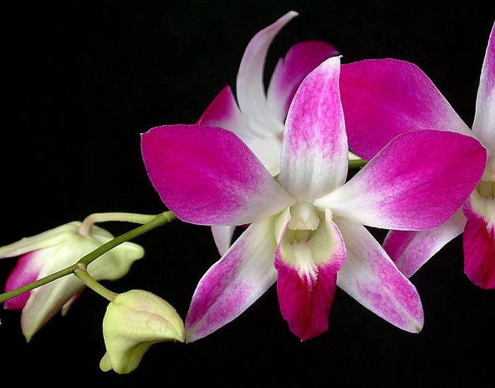 orhidee-florile-iubirii