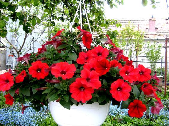 s6309760-flori-rosii - Flori