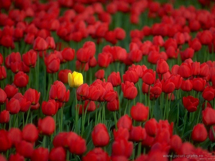 tulipen-lalele-florarie_1024x768