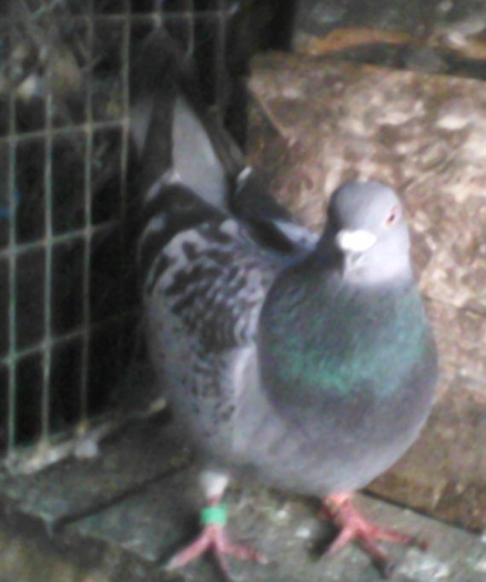 femela 2008