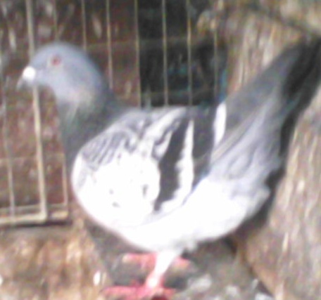 femela 2008