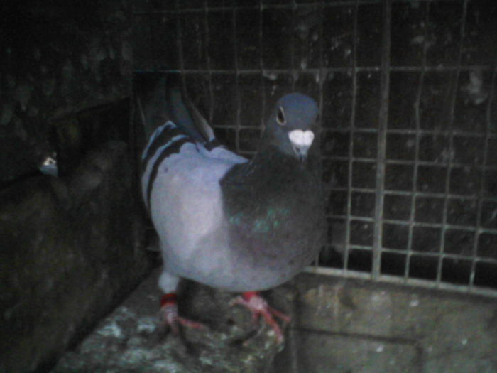 mascul 2010