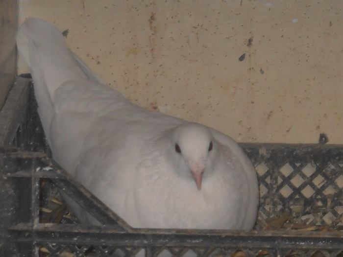 vanduta-amintire; Se trage din parinti hung.
