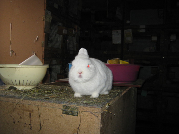 hermelin ochi rosii de vanzare - 7-anunt important