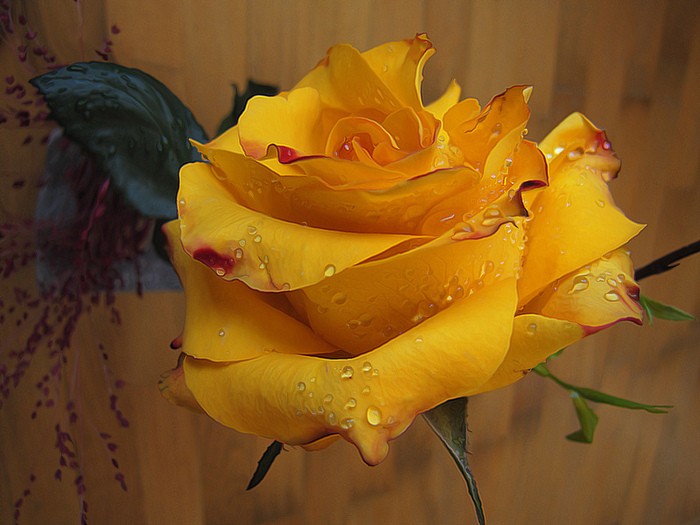Trandafir galben - Tablouri florale
