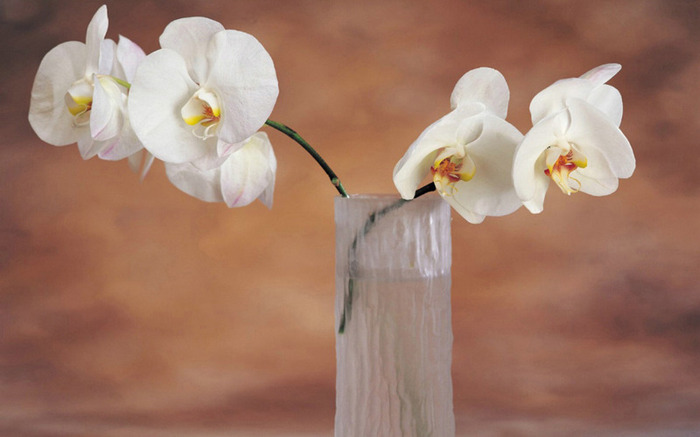 Orhidee - Tablouri florale