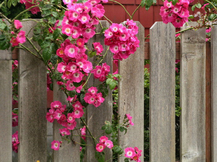 Trandafir - Tablouri florale