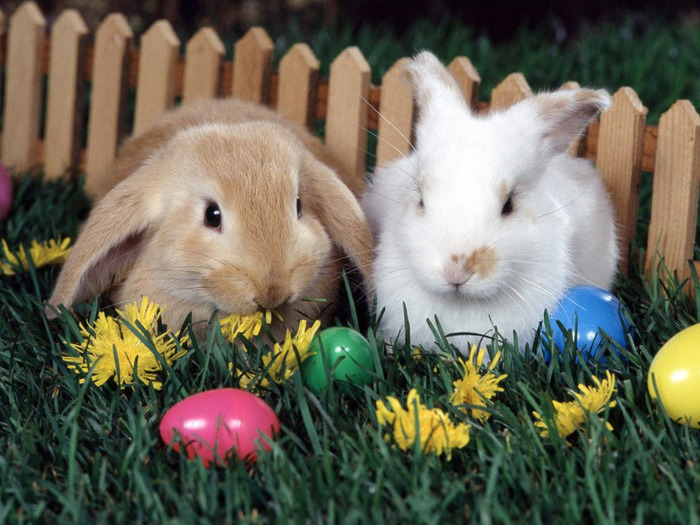 Easter-Egg-Hunt[1] - poze de pasti