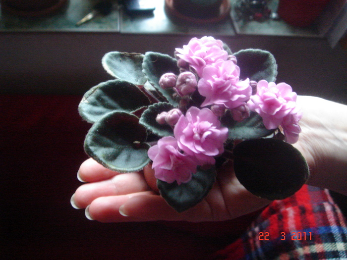 DSC05996 - violete