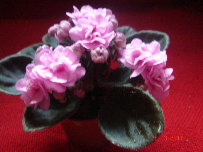 DSC05992 - violete