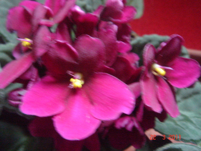 DSC05983 - violete