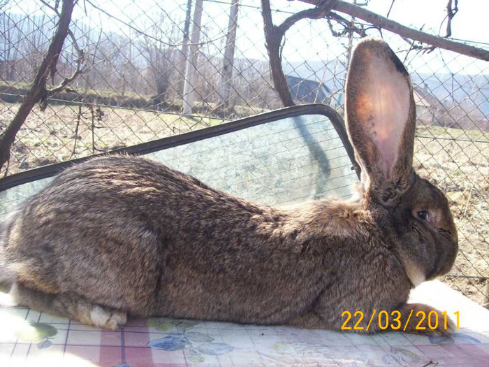 MASC ARE 1 AN ,KG 8,3 ,URECHI 22 CM