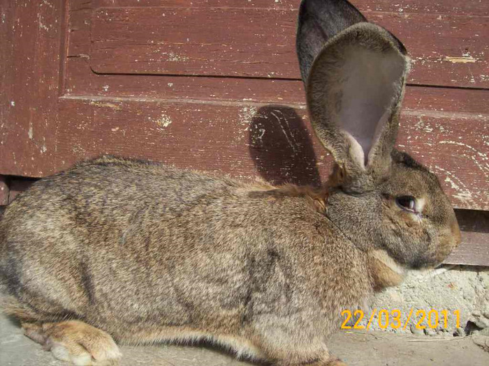 FEM 11 LUNI  ARE 10,5 KG ,URECHI 22 CM