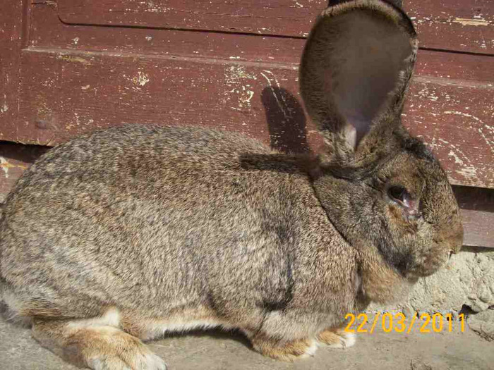 FEM, 1,5 ANI.KG 8,1 ,URECHI 21,5 CM