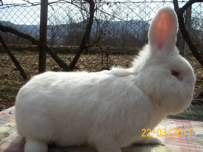 MASC 11 LUNI ,KG 5,5