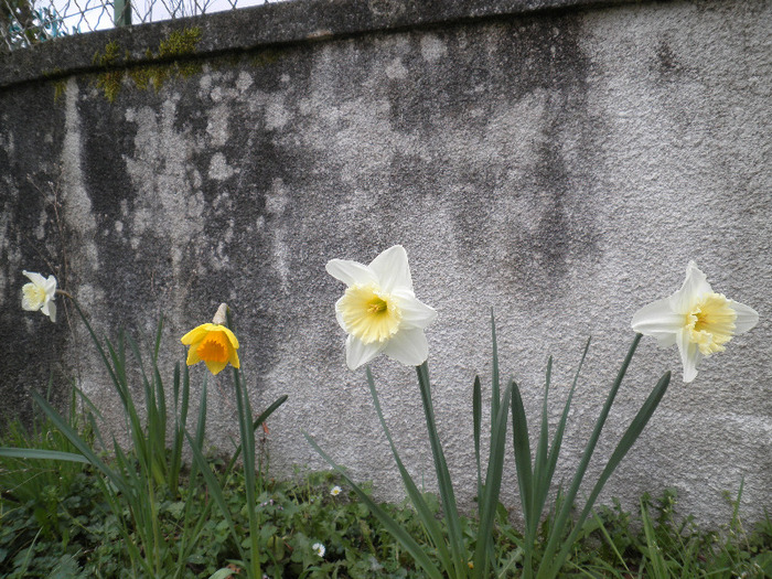 P3150034 - UN NOU INCEPUT-FRANCE