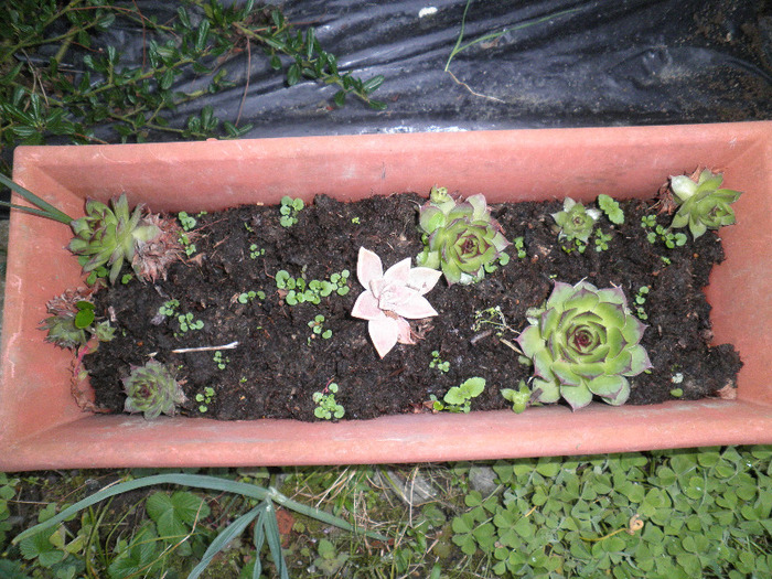 P3180054 - UN NOU INCEPUT-FRANCE