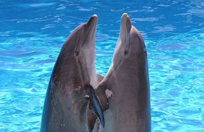 poze-haioase-delfini - delfini