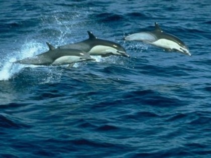 delfini02 - delfini