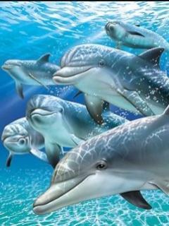 372 - delfini