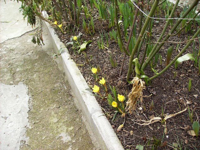 crocusi - gradina2011