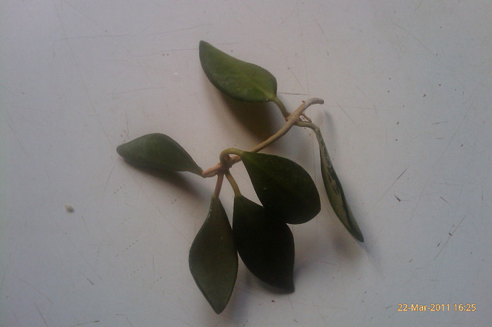 lacunosa ssp lacunosa - 0 butasi hoya achizitii