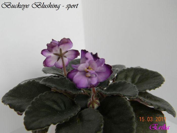 Buckeye Blushing - sport 15-03-2011 - Violete de colectie 2010-2011