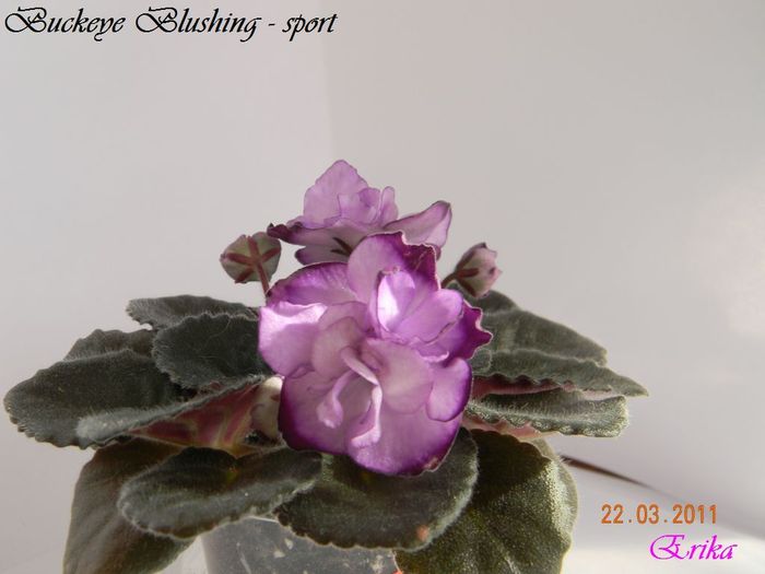 Buckeye Blushing - sport 22-03-2011 - Violete de colectie 2010-2011