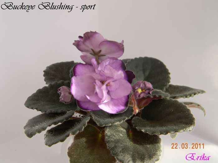 Buckeye Blushing - sport 22-03-2011 - Violete de colectie 2010-2011