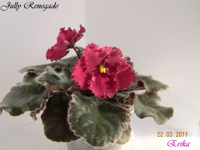 Jully Renegade 22-03-2011 - Violete de colectie 2010-2011